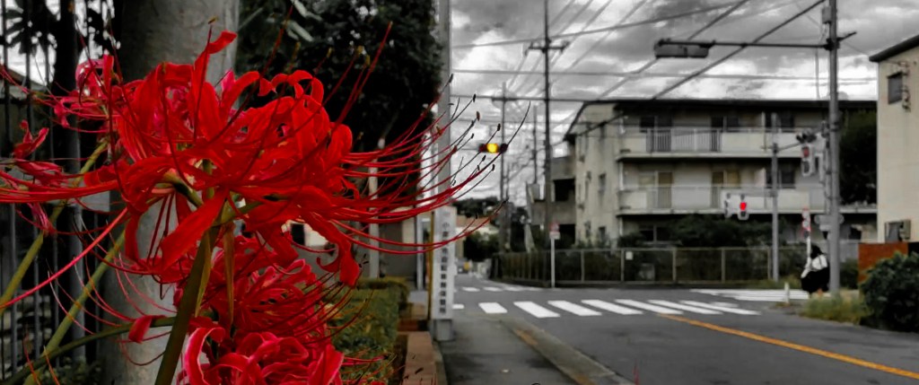 Red Spider Lily in&nbsp;October